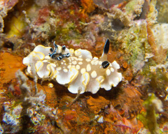 Ardeadoris tomsmithi