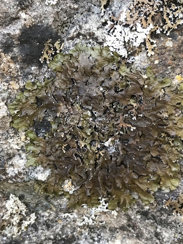 iNaturalist observation photo of Melanohalea