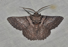 Hypobapta tachyhalotaria