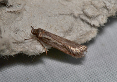 Micropeteina dryinodes