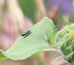 Graphocephala lugubris