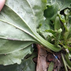 Plantago major