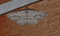 Psilosticha absorpta