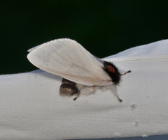 Trichiocercus mesomelas