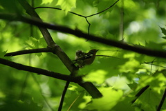 Fringilla coelebs
