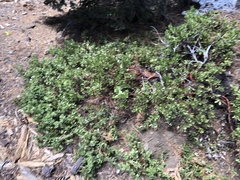 Arctostaphylos nevadensis