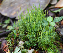 Peperomia swartziana