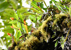 Elleanthus aurantiacus