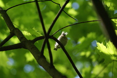 Fringilla coelebs