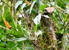 Elleanthus aurantiacus