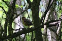 Turdus merula