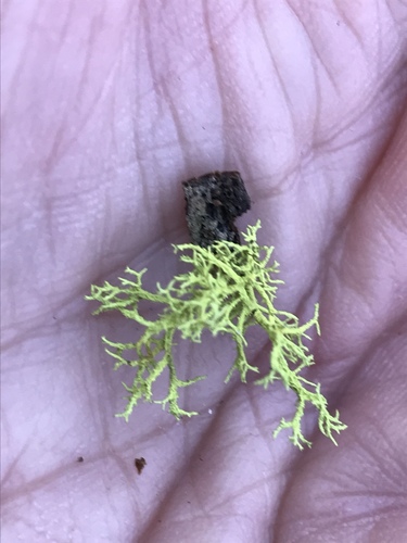 iNaturalist observation photo of wolf lichen