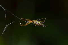 Micrathena pichincha