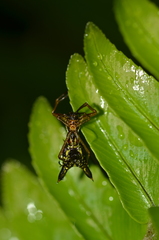 Micrathena pichincha