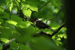 Turdus merula