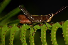 Maculiparia rotundata