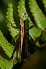 Maculiparia rotundata