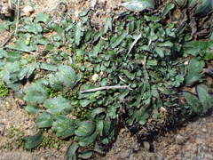 Targionia hypophylla