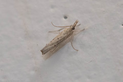 Fissicrambus profanellus