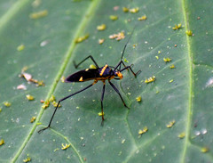 Zelurus petax
