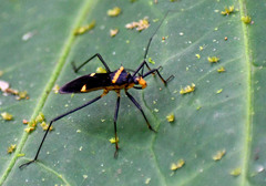 Zelurus petax