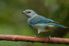 Thraupis cyanoptera