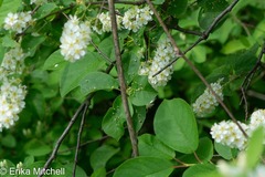 Eriophyes emarginatae