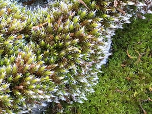 iNaturalist observation photo of Grimmia Dry Rock Moss