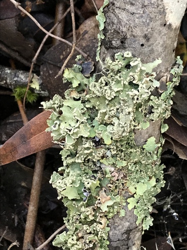iNaturalist observation photo of Speckled Greenshield