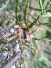 Forsstroemia producta