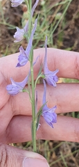 Delphinium halteratum image