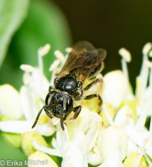 Gonandrena