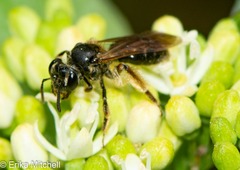 Gonandrena
