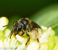 Gonandrena