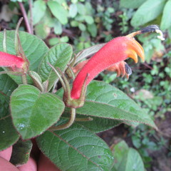 Centropogon asclepiadeus