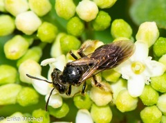 Gonandrena