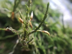 Forsstroemia producta