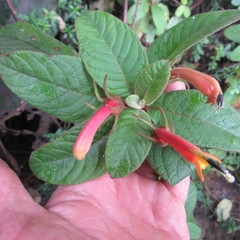 Centropogon asclepiadeus