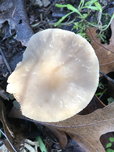 iNaturalist observation photo of Brittlestems