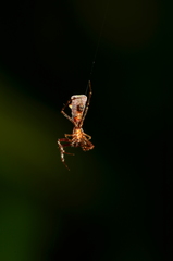 Micrathena pichincha