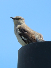 Mimus polyglottos