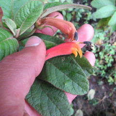 Centropogon asclepiadeus
