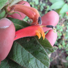 Centropogon asclepiadeus