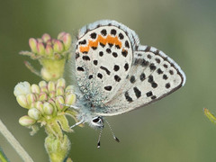 Euphilotes heracleoides