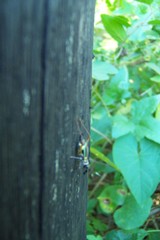 Phylloscyrtus amoenus