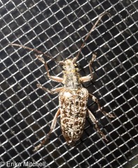 Anthophylax attenuatus