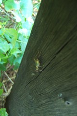Phylloscyrtus amoenus