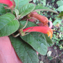 Centropogon asclepiadeus