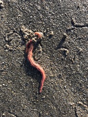 Abarenicola pacifica