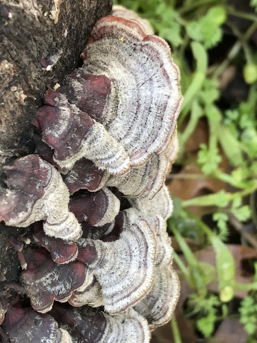 iNaturalist observation photo of hairy curtain crust